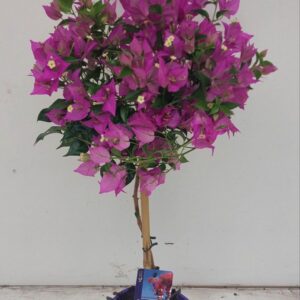 Bougainvillea Alexandra Bougainvillea 'Alexandra' op STAM
(4 Plants/Order)(17cmP 65cmH)