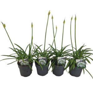 Agapanthus Charlotte Agapanthus Charlotte white Pot 12 cm knoppen boven gew
(8 Plants/Order)(12cmP 50cmH)