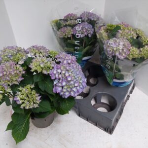 Hydrangea Blauer Zwerg Hydrangea blue
(5 Plants/Order)(15cmP 40cmH)