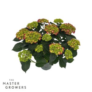 Hydrangea Magical Revolution Hydrangea Magical Greenfire Red 7+ flowers Pot 14 cm
(6 Plants/Order)(14cmP 40cmH)