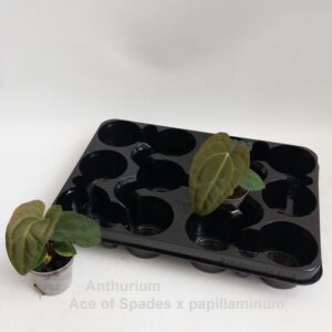 other plants Anthurium Ace of Spades x papillilaminum 7cm
(2 Plants/Order)(7cmP 15cmH)