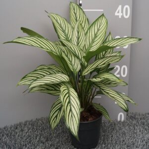 Calathea Calathea vittata
(6 Plants/Order)(12cmP 35cmH)