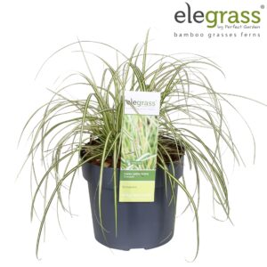 Carex hachijoensis Evergold Carex hachijoensis 'Evergold' P19
(1 Plants/Order)(19cmP 40cmH)