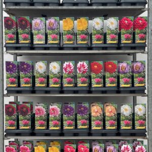 Paeonia suffruticosa Paeonia suffruticosa mix CC P12 - 1 spike
(10 Plants/Order)(14cmP 40cmH)