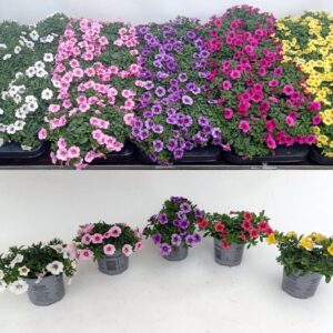 Petunia Calibrachoa Calibrachoa gem mixlaag kleur/tray
(12 Plants/Order)(10.5cmP 20cmH)