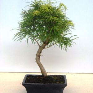 Pseudolarix amabilis pseudolarix amabilis 20 cm shape, without driptray
(6 Plants/Order)(20cmP 35cmH)