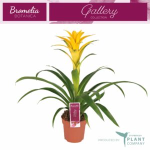 Guzmania Desire Guzmania Desire
(6 Plants/Order)(12cmP 45cmH)