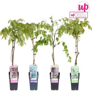 Wisteria other Wisteria mix laag P15
(50 Plants/Order)(15cmP 70cmH)