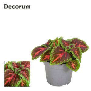 Coleus Main Street Franklin Street Coleus Franklin Street Decorum
(6 Plants/Order)(13cmP 20cmH)