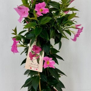 Mandevilla sanderi Rio Elegant Pink p19 Mandevilla rio Elegant Pink piramide
(1 Plants/Order)(19cmP 70cmH)