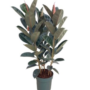 Ficus Elastica Abidjan Ficus Mandela / Abidjan Touffe
(1 Plants/Order)(30cmP 110cmH)