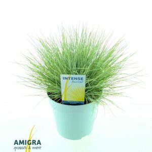 Festuca Golden Toupee Festuca glauca AmiGold®
(6 Plants/Order)(17cmP 30cmH)