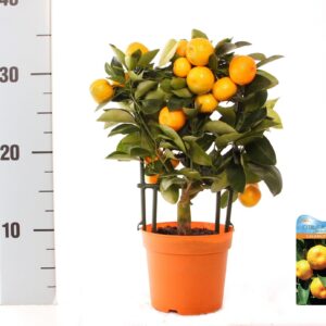 Citrofortunella x microcar Citrus Calamondin rack/trellis
(9 Plants/Order)(12cmP 35cmH)