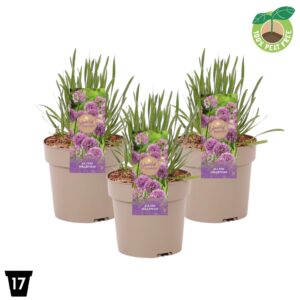 Allium Millenium Allium Millenium
(1 Plants/Order)(17cmP 35cmH)
