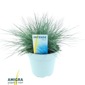 Festuca glauca Festuca glauca Intense Blue®
(6 Plants/Order)(17cmP 45cmH)