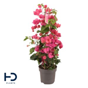Bougainvillea Bougainvillea Piramide Red p17
(6 Plants/Order)(17cmP 65cmH)