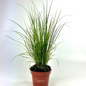 Carex ColorGrass Phoenix Green Carex 'Phoenix Green'
(12 Plants/Order)(10.5cmP 30cmH)