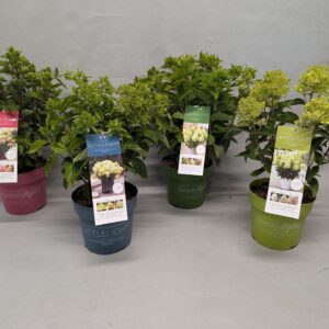 Hydrangea paniculata Hydrangea Paniculata (Gardenlight) 'Mix' IMPORT - 19 cm
(1 Plants/Order)(19cmP 55cmH)