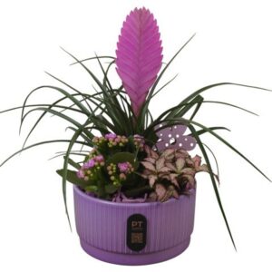 Indoor plants PTIB5103 Arrangement Indoor in Ceramics schaal
(6 Plants/Order)(16cmP 30cmH)