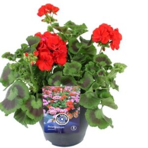 Pelargonium Pelargonium americana Deep Red
(1 Plants/Order)(23cmP 60cmH)