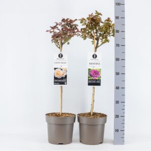 Rosa pink Classics (TH/F) mix, stam 50, C6
(1 Plants/Order)(24cmP 70cmH)