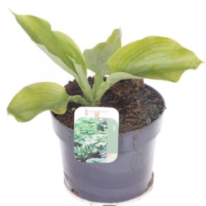 Hosta other Hosta mix
(6 Plants/Order)(17cmP 40cmH)