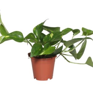 Epipremnum pinnatum Aureum Scindapsus Epipremnum Aureum
(10 Plants/Order)(12cmP 15cmH)