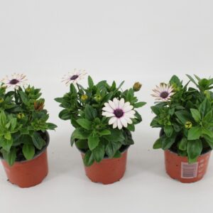 Osteospermum Sunny Atilla Osteo Atilla
(12 Plants/Order)(10.5cmP 25cmH)