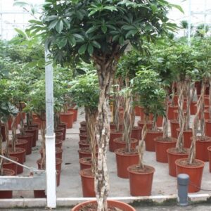 Schefflera Compacta Schefflera arboricola 'Compacta'
(1 Plants/Order)(45cmP 190cmH)