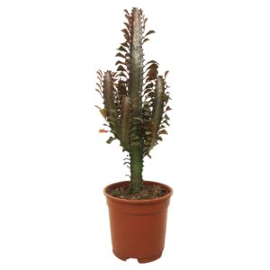 Euphorbia Rubra Euphorbia trigona rubra 17 cm
(4 Plants/Order)(17cmP 55cmH)