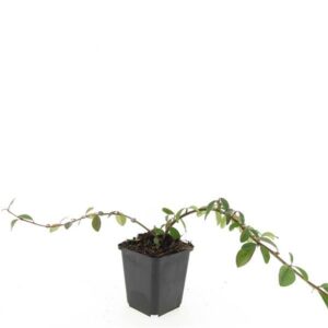 Cotoneaster dammeri Major Cotoneaster dam. 'Major'
(12 Plants/Order)(9cmP 15cmH)