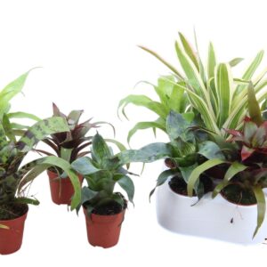 Bromelia Forrest mix - Leaf mix Bromelia
(20 Plants/Order)(5.5cmP 15cmH)