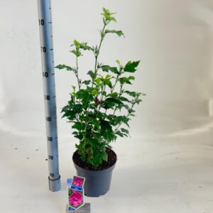 Hibiscus syriacus Hibiscus syr. Flower Tower Ruby ('Gandini From Aart Ruby'PBR)
(1 Plants/Order)(23cmP 95cmH)