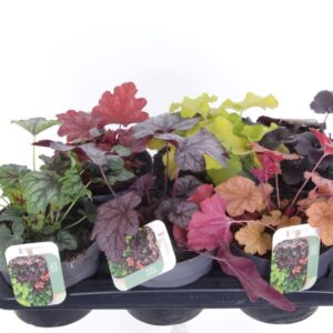Heuchera Heuchera Carnival
(6 Plants/Order)(17cmP 25cmH)