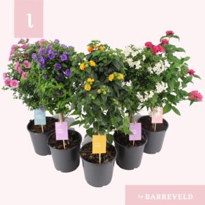 other kuipplanten mixkar Kuipplanten stam mix
(1 Plants/Order)(19cmP 75cmH)