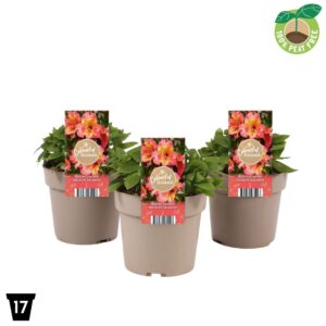 Alstroemeria other Alstroemeria Incalys 'Salmon'
(1 Plants/Order)(17cmP 30cmH)