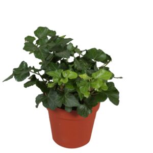 Hedera Green Wave Hedera helix Green Wave
(18 Plants/Order)(9cmP 5cmH)