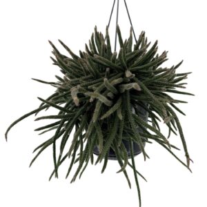 Rhipsalis baccifera subsp. horrida Rhipsalis baccifera subsp. horrida 15cm
(7 Plants/Order)(15cmP 25cmH)
