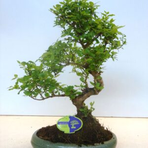 Bonsai Ligustrum sinense Ligustrum sinensis, 29cm., shape, without drip tray
(2 Plants/Order)(29cmP 50cmH)