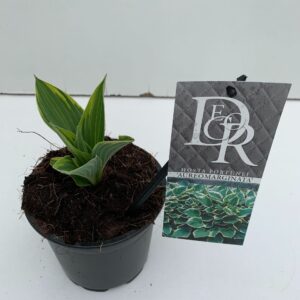 Hosta x fortunei Aureomarginata Hosta 'Aureomarginata'
(8 Plants/Order)(13cmP 5cmH)