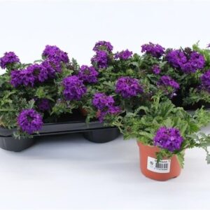 Verbena Rapunzel purpel Verbena Dark Blue
(12 Plants/Order)(10.5cmP 15cmH)