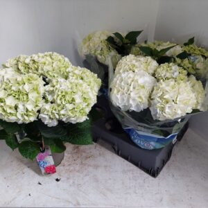 Hydrangea wudu Hydrangea white
(6 Plants/Order)(15cmP 40cmH)