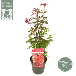 Acer palmatum Acer palm. 'Little Red' PREMIUM
(1 Plants/Order)(19cmP 70cmH)