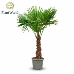 Trachycarpus fortunei Trachycarpus fortuneii (Eagle Palm) P45 230-240cm
(1 Plants/Order)(45cmP 230cmH)