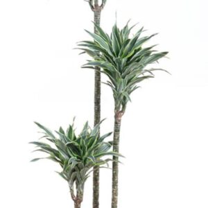 Dracaena Surprise Dracaena Surprise 90-60-30
(1 Plants/Order)(24cmP 130cmH)