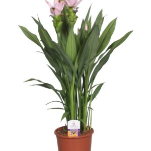 Curcuma alismatifolia Siam Swing Curcuma Swing
(6 Plants/Order)(15cmP 60cmH)