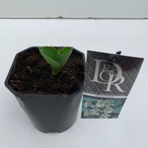 Hosta sieboldiana Elegans Hosta 'Elegans'
(6 Plants/Order)(17cmP 30cmH)
