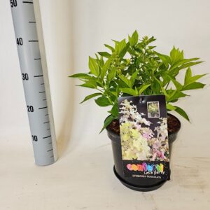 Hydrangea paniculata Hydrangea paniculata Confetti
(1 Plants/Order)(21cmP 40cmH)