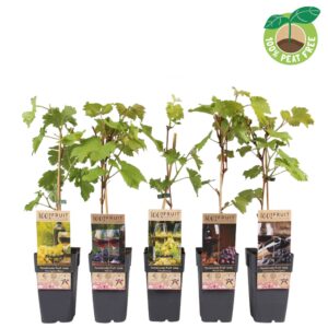fruit trees and -heesters ov Wijn thema mix tray, P15
(10 Plants/Order)(15cmP 50cmH)