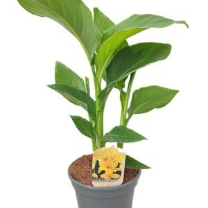 Canna Tenerife Canna Tenerife Zonder Flower p 17
(6 Plants/Order)(17cmP 60cmH)